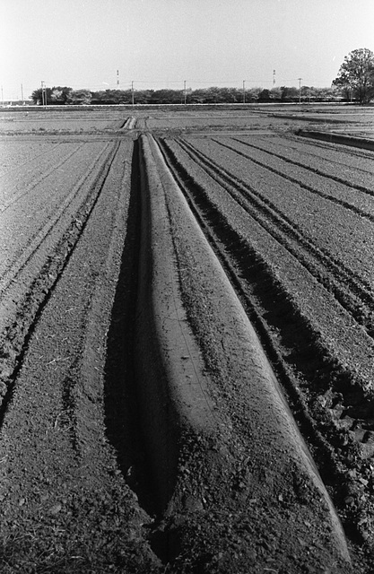 Ridge in rice fields