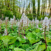 Gewöhnliche Pestwurz (Petasites hybridus