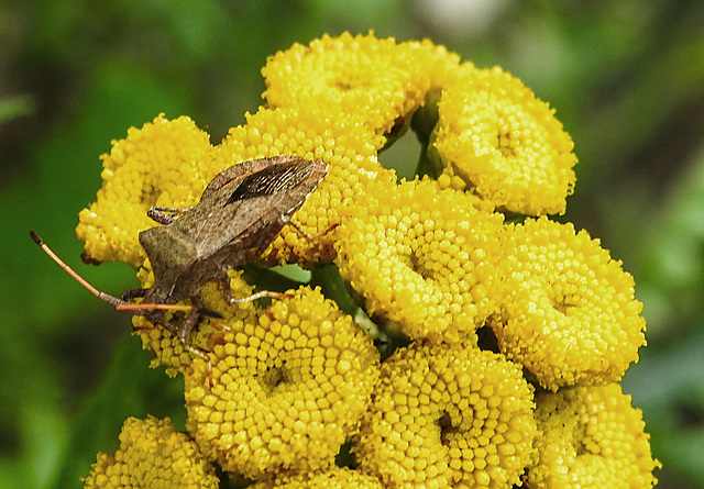 20220908 1666CPw [D~LIP] Rainfarn (Tanacetum vulgare), Lederwanze (Coreus marginatus) [Saumwanze], UWZ, Bad Salzuflen