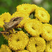 20220908 1666CPw [D~LIP] Rainfarn (Tanacetum vulgare), Lederwanze (Coreus marginatus) [Saumwanze], UWZ, Bad Salzuflen