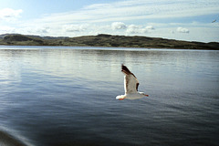 On the Ferry (51 24)