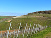 Weinberge im April