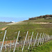 Weinberge im April