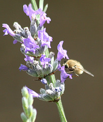 Bombyle bichon butinant des fleurs de lavande