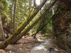 The trail at Margaret Falls near Salmon Arm, BC Canada