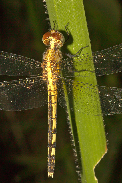 IMG 8807dragonfly