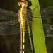 IMG 8807dragonfly