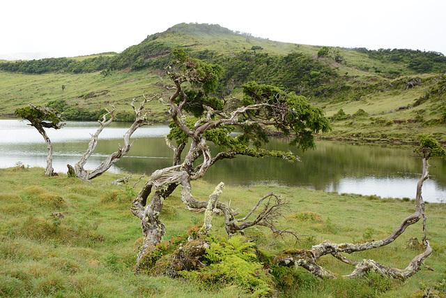 Azores, Lake in the Overgrown Lava Fields of the Pico Volcano