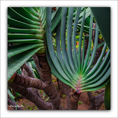 Jardín Botánico - XI