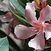 MG 2789. Laurier Nerium oleander (blog)