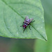 20110519 3147RMw [D~MI] Fliege, Großes Torfmoor, Hille