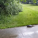 In our complex, Snapping turtle.