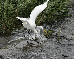 43/50 grande aigrette-great egret