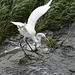 43/50 grande aigrette-great egret