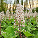 Gewöhnliche Pestwurz (Petasites hybridus