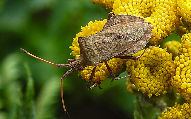 20220908 1668CPw [D~LIP] Rainfarn (Tanacetum vulgare), Lederwanze (Coreus marginatus) [Saumwanze], UWZ, Bad Salzuflen