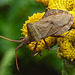 20220908 1668CPw [D~LIP] Rainfarn (Tanacetum vulgare), Lederwanze (Coreus marginatus) [Saumwanze], UWZ, Bad Salzuflen