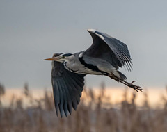 Heron