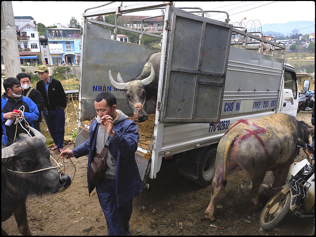 Le terminus des buffles