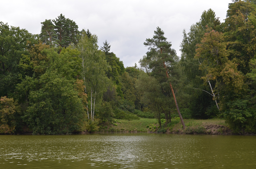 Тростянецкий дендропарк, Поляна на берегу озера/ Trostyanets Arboretum, Glade at the lake
