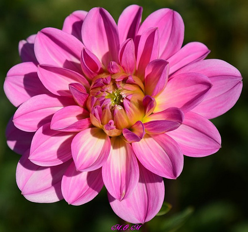 Encore un dahlia...