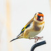 Goldfinch Landing