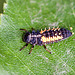 20110519 3038RMw [D~MI] Marienkäfer-Larve, Großes Torfmoor, Hille