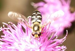 IMG 4932Hoverfly