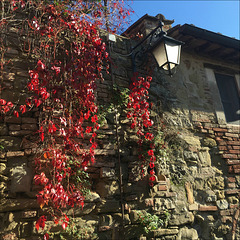 Our neighbour's wall.