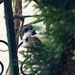 Chickadee picking fibers of twine.