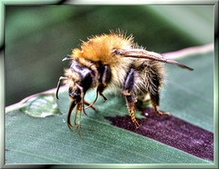 Young bumblebee. ©UdoSm