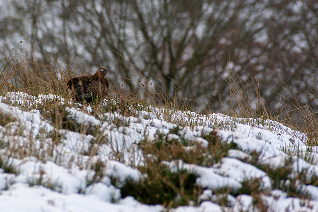 Red grouse (Female)