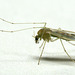 Midge - Chironomidae