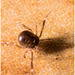 IMG 3330 Harvestmanv2