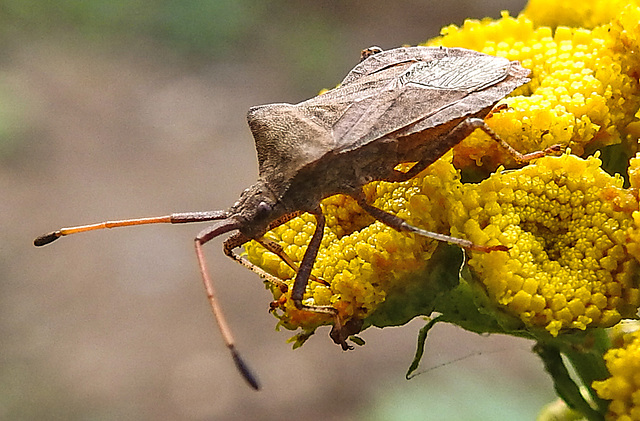 20220908 1669CPw [D~LIP] Rainfarn (Tanacetum vulgare), Lederwanze (Coreus marginatus) [Saumwanze], UWZ, Bad Salzuflen