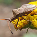 20220908 1669CPw [D~LIP] Rainfarn (Tanacetum vulgare), Lederwanze (Coreus marginatus) [Saumwanze], UWZ, Bad Salzuflen