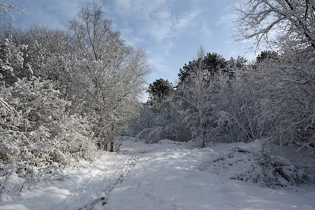 A walk in the snow