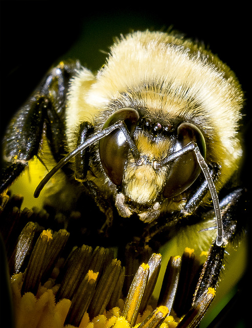 Bee