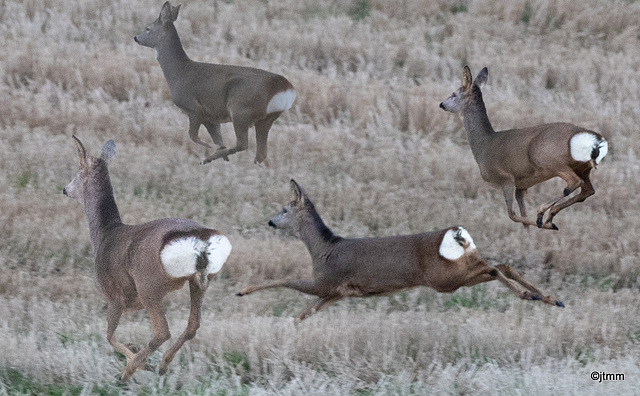 Roe deer aprancing!