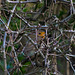 Robin hiding in Hawthorn