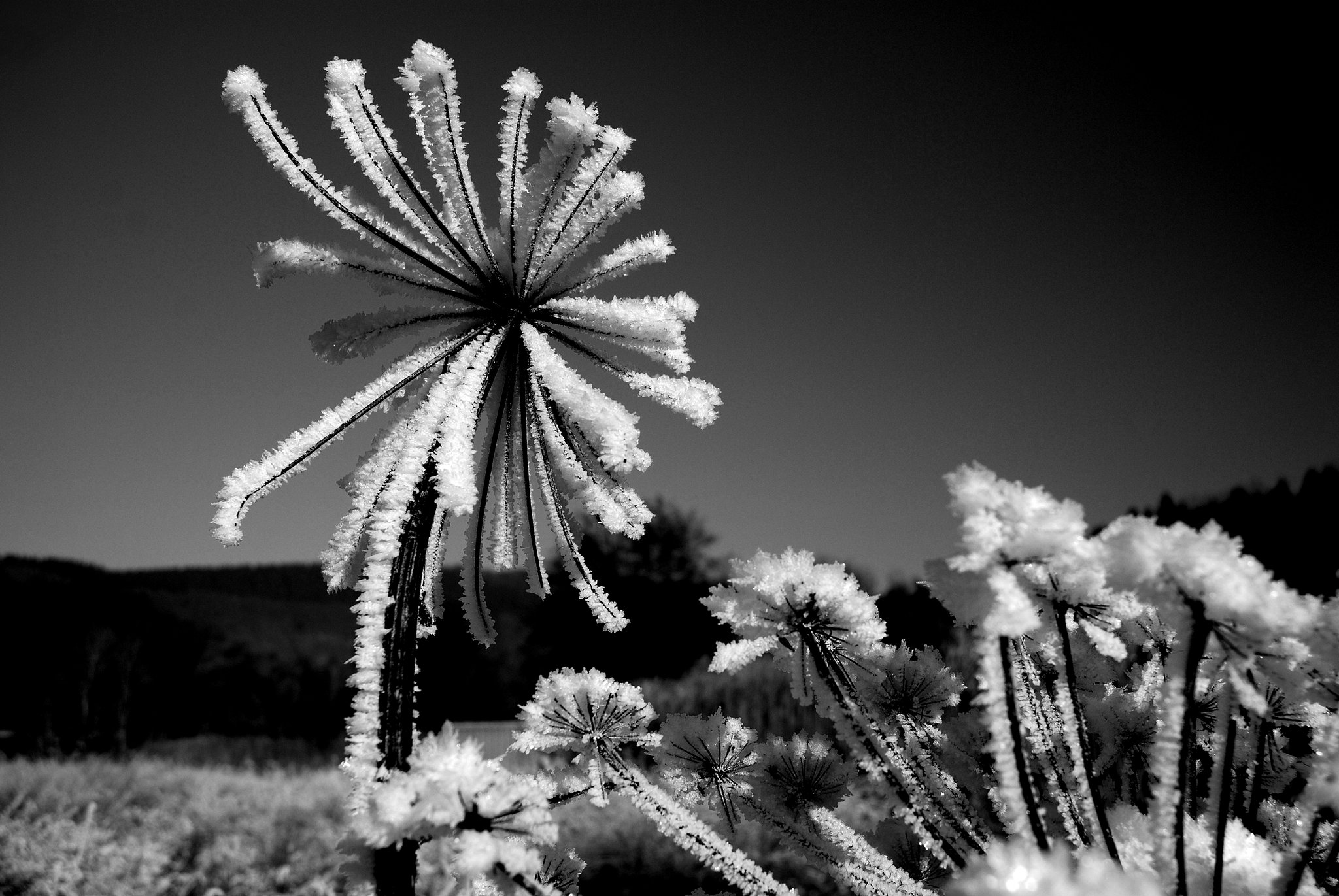 Kurze Blüte