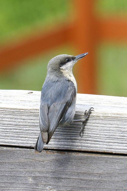 Pygmy Nuthatch