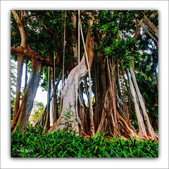 Jardín Botánico - XII