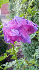 spent flower native hibiscus