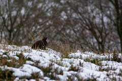 Red grouse (Male)