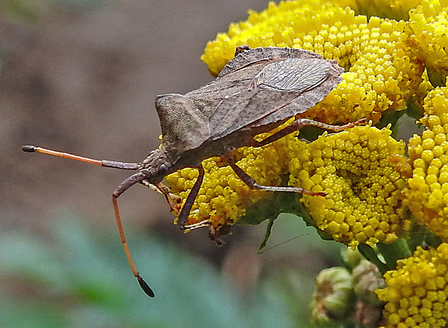 20220908 1670CPw [D~LIP] Rainfarn (Tanacetum vulgare), Lederwanze (Coreus marginatus) [Saumwanze], UWZ, Bad Salzuflen