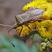 20220908 1670CPw [D~LIP] Rainfarn (Tanacetum vulgare), Lederwanze (Coreus marginatus) [Saumwanze], UWZ, Bad Salzuflen