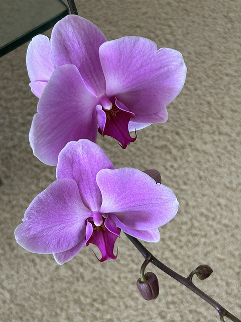 orchids