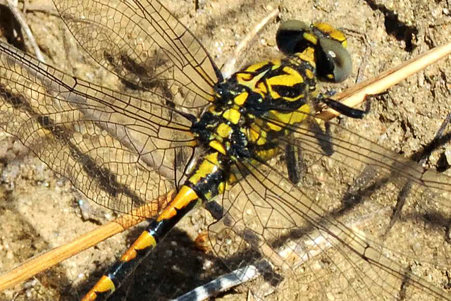 Large Pincertail anal triangle m (Onychogomphus uncatus)