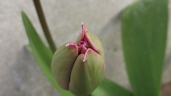 Another pale pink tulip coming out